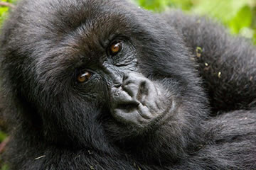 5-Day Gorilla Trekking Safari Uganda